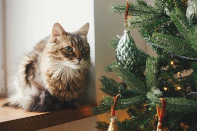 Owner Captures Cat Staring at Christmas Tree, Then Viewer Spots Tiny Detail