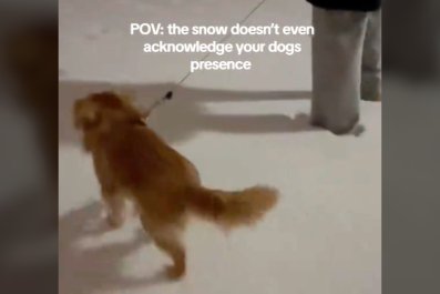 Owner Walks Shih Tzu in the Snow, Has Sudden Realization About Dog