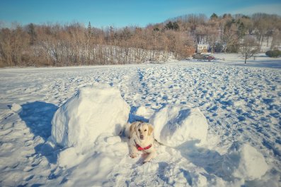 Internet in Hysterics After Golden Retriever Meets 'Worst Enemy' on Walk