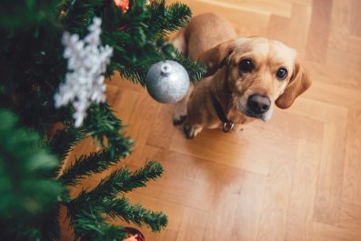 Hearts Melts as Puppy's Fear of Vacuum Cleaner Keeps Christmas Tree Safe