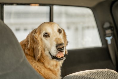 Couple Drive 4350 Miles To Take Senior Golden Retriever Away for Holidays