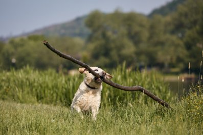 Dog Goes for Walk, Internet in Shock Over Giant Object He Brings Home