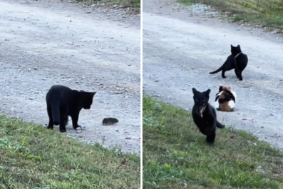 Hilarity as Barn Cats Finally Prove They Are 'Not Useless'