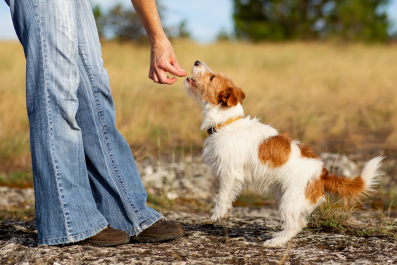 Dog Treat Could Cause Death, Says FDA in Recall Update