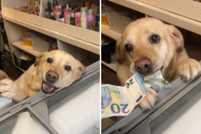 'Working Dog' Lives up to Her Name As Labrador Hired As Shopkeeper