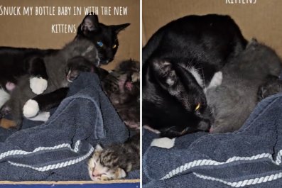 Owner 'Tricks' Cat Into Taking In 3-Week-Old Kitten From Different Litter