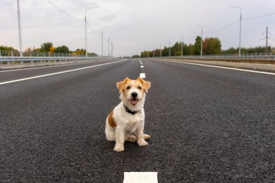 Woman Finds Lost Pup Running Across Highway, Internet in Tears Over Heroism