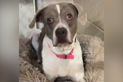 Shelter Dog Who Suffered 'Years of Neglect' Now Facing Adoption Heartbreak