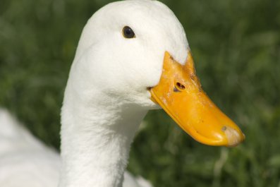 How Duck Responds to Dog Going Potty Leaves Internet in Hysterics