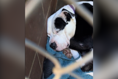 Overlooked Dog Who Slept Through Adoption Event Finds Forever Home