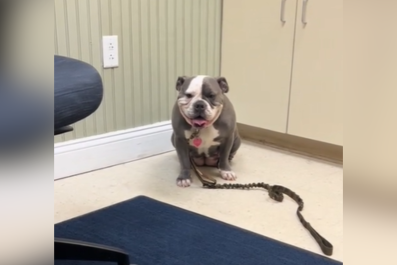 Worried Owner Rushes 'Lethargic' Dog To Vet, Not Prepared for Diagnosis