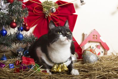 What Cat Owners Do for Their Pets Each Christmas Melts Hearts: 'Santa Paws'