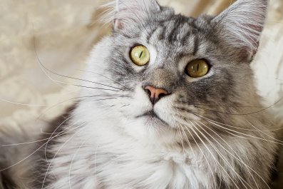 The Stare Cat Gives Owner While Snuggling Husband Says, 'He Loves Me More'