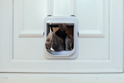 Hilarity As Cat Owner Finally Discovers Why She Needs To Keep Cleaning Wall