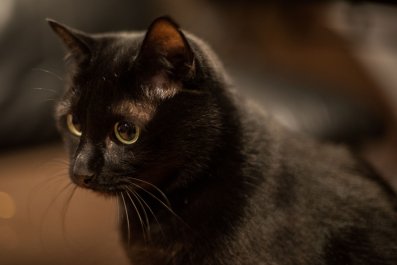 Cat Sneaks Into Home Through Pet Door, Fails Hilariously at Fitting In