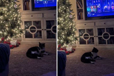 Couple Relax With Cat by Christmas Tree, Then Realize Something Isn't Right