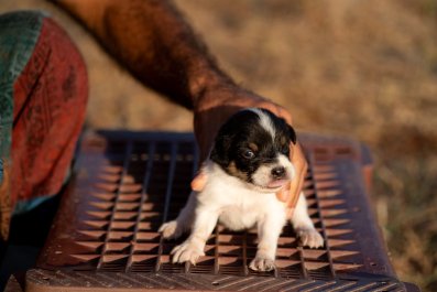 Pet Cam Captures Plumber Saving Tiny, Escaped Puppy: 'Man Like This Please'