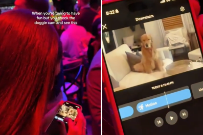 Woman Is Enjoying Night Out, Until She Checks Her Pet Cam