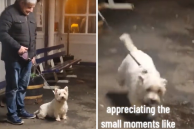 Dog's Face As She Finds Owner After Frantically Searching for Her in Crowd