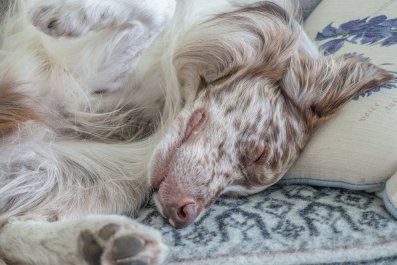 Dog's Morning Routine Melts Hearts: 'Her Bed Head'