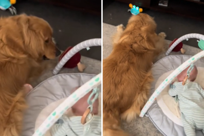 Woman Buys New Toy, Can't Tell Who's More ExcitedâGolden Retriever or Baby