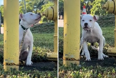 Tears As 'Petrified' Dog Screams for Help After Being Left Tied to Pole