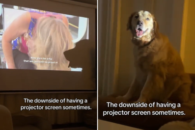 Hilarious Moment Owner Realizes The Issue With Having a Projector and a Dog