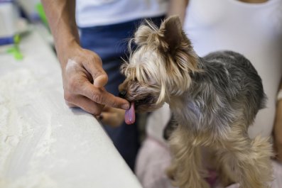 Vet Explains What Happens if You Stop Your Dog From Licking You