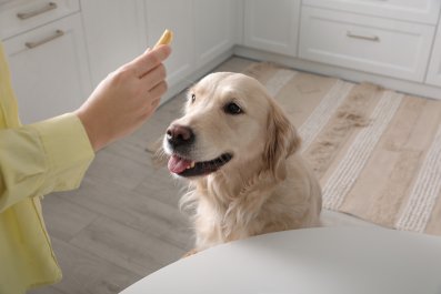 Hysterics As Golden Retriever Refuses Chips Without Dip