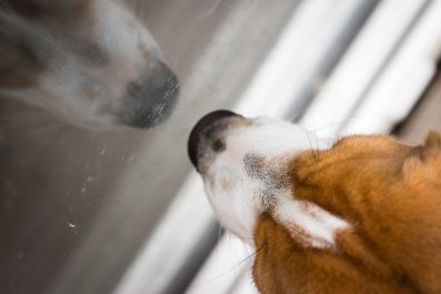 Tears Over Heartbreaking Reason Owner Refuses to Wipe Off Dog's Nose Prints