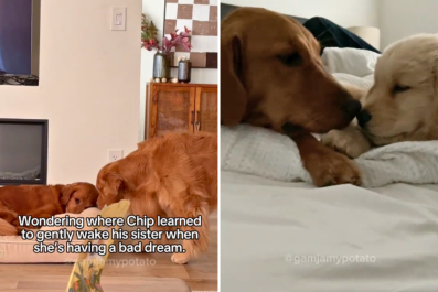 Hearts Melt As Golden Retriever 'Gently' Wakes Sibling Having a Bad Dream