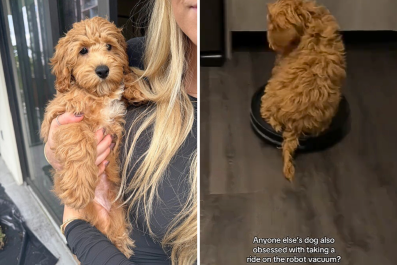 Cockapoo 'Obsessed' With Riding Robot Vacuum Has Internet in Stitches