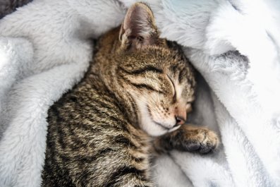 Tears as Stray Cat Purrs for '3 Hours' After Being Let Inside From Cold