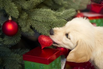 Laughter as Dog Reminds Owner Why She Can't Have Ornaments on Tree