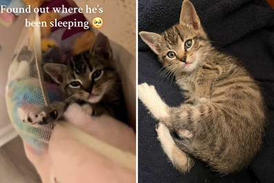 Where Kitten Is Found Sleeping by Rescuer Delights: 'Can't Even Blame Him'