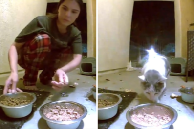 Woman Leaves Food for Stray Cat, Then Checks Security Cam Footage