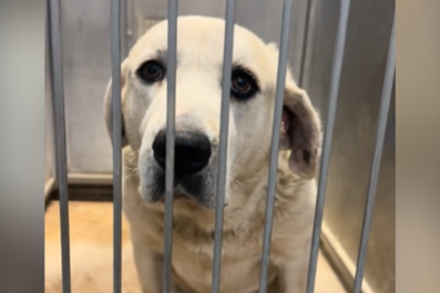 Tears for Shelter Dog Who 'Keeps Getting Overlooked' Because He's Deaf