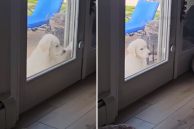 Dog Who Rings Doorbell, Patiently Waits To Be Let In Wins Pet of the Week