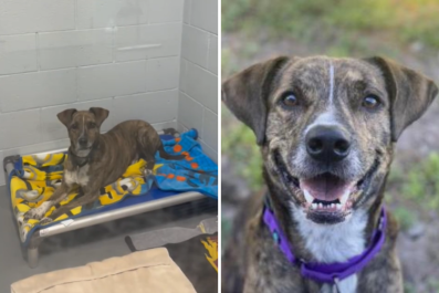 Face of Shelter Dog Spending His Fourth Christmas Alone Breaks Hearts